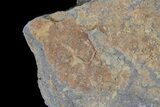 Ordovician Soft-Bodied Fossil (Duslia?) - Morocco #80276-1